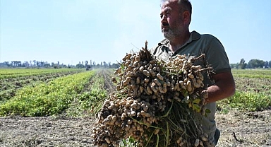 Osmaniye'nin tescilli yer fıstığında hasat mesaisi başladı