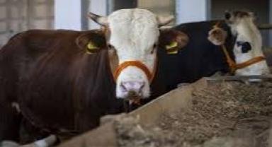  Şap hastalığı, yetkilileri harekete geçirdi