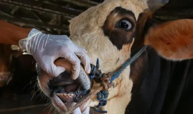 Şap hastalığının yeni serotipine karşı yaklaşık 15 milyon doz aşı sahaya sevk edilecek