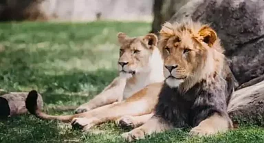 Tayland'da hayvanat bahçesi çalışanı aslanların saldırısı sonucu hayatını kaybetti