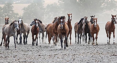 TİGEM 15 safkan Arap koşu tayı satacak