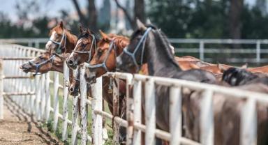 TİGEM 15 safkan Arap koşu tayı satacak