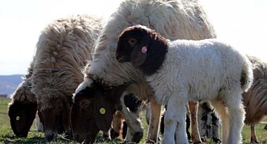 TİGEM 3 bin 200 reforme küçükbaş hayvan satacak