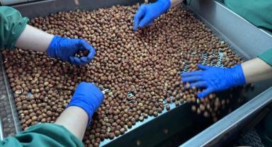Türk fındığı geçen sezon 124 ülkede alıcı buldu