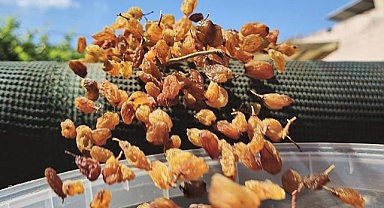 Türkiye'nin kuru üzüm ihracatı 546,5 milyon dolarla rekor kırdı