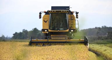 Üreticilere devlet desteği tescili Konuralp pirincinin ekim alanını artırdı