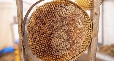 Zengin floraya sahip Munzur yaylalarında üretilen bal emekle hasat ediliyor