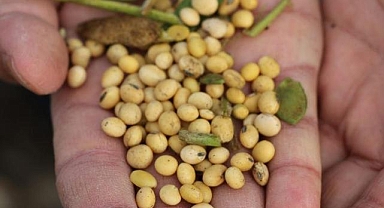 ABD-Çin ticari gerilimine soya fasulyesi de eklendi