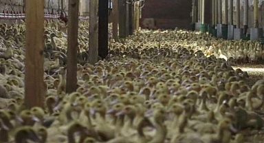 Almanya'da kuş gribi nedeniyle 400 bin fazla hayvan itlaf edildi