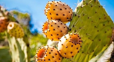 Antalya'da dikenli incir üretimi yaygınlaşıyor