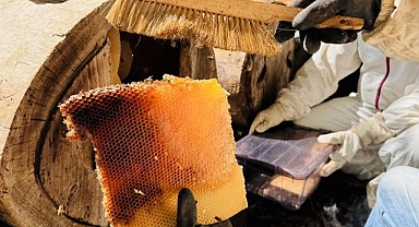 Coğrafi işaret tescilli Ayder balında hasat mesaisi