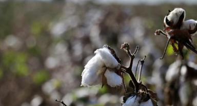 Ege'de pamuk rekoltesinin 410 bin ton olması bekleniyor