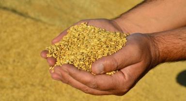 Güneydoğu Anadolu'dan 9 ayda 2,6 milyar dolarlık hububat ihracatı gerçekleştirildi