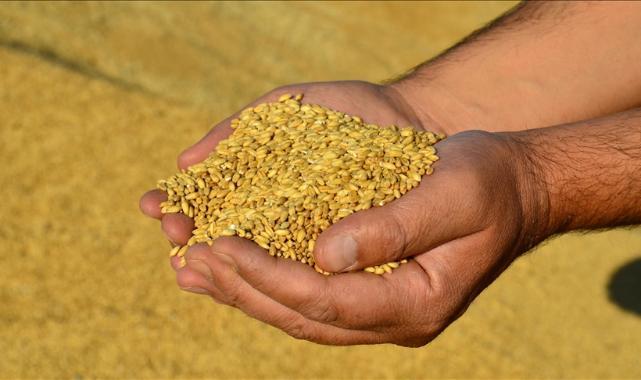 Güneydoğu Anadolu'dan 9 ayda 2,6 milyar dolarlık hububat ihracatı gerçekleştirildi