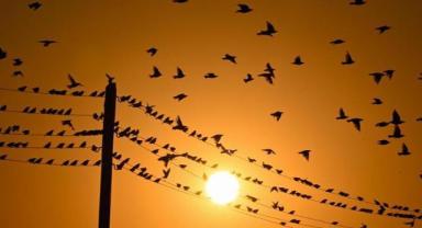 Günlük elektrik üretim ve tüketim verileri