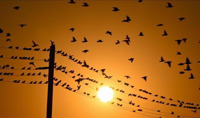 Günlük elektrik üretim ve tüketim verileri