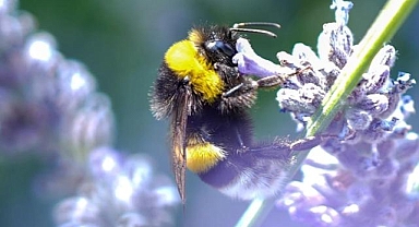 İklim değişikliği nedeniyle bombus arılarının hayatta kalma ve üreme yetisi tehlikede