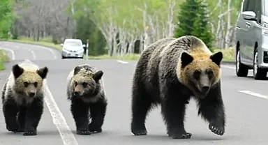 Japonya'nın kuzeydoğusunda ayı saldırıları yaşandı