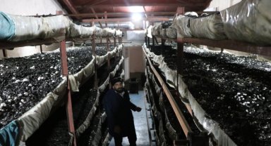 Kadın girişimci devlet desteğiyle kurduğu tesiste 75 ton mantar üretiyor