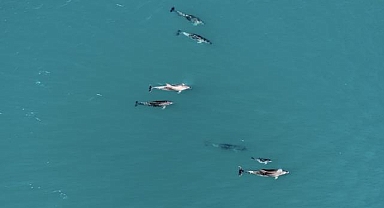 Karadeniz'de dolaşan yunuslar dronla görüntülendi