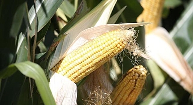 Kars'ta üreticiler yüksek verim elde ettiği silajlık mısırı hasat ediyor