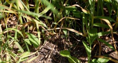 Kuraklıkla mücadelede toprağın daha az işlenmesi tavsiye ediliyor