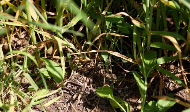 Kuraklıkla mücadelede toprağın daha az işlenmesi tavsiye ediliyor