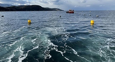 Marmara Denizi'nin mikroskobik hayvanların sayısının değişmesi ekosistemi olumsuz etkiliyor