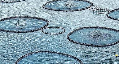 Muğla'dan 9 ayda 545 milyon dolarlık balık ihracatı yapıldı