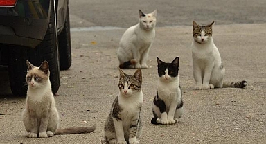 Rumlar, sayıları 1 milyonu aşan sokak kedilerine çare arıyor