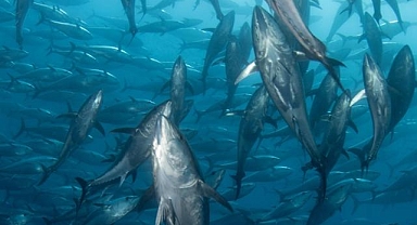 Sıcaklık ve kirlilik deniz canlılarının yaşamını tehlikeye sokuyor
