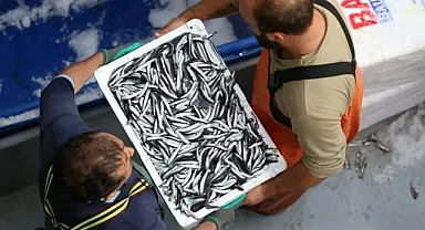 Sinop'ta balıkçı tezgahları hamsiyle doldu