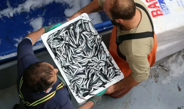 Sinop'ta balıkçı tezgahları hamsiyle doldu