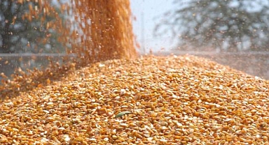 TİGEM 1400 ton dane mısır satacak