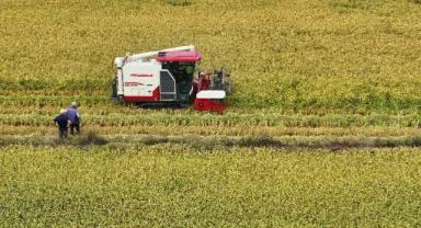 TİGEM 4,1 milyon kilogram buğday satacak