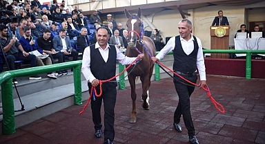 TİGEM'in açık artırmasında Arap tayı 10 milyon 500 bin liraya satıldı