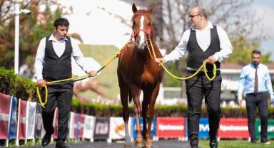 TİGEM'in açık artırmasında Arap tayı 5 milyon 250 bin liraya satıldı