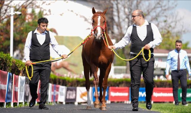 TİGEM'in açık artırmasında Arap tayı 5 milyon 250 bin liraya satıldı