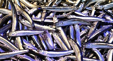 Trabzon'da hamsinin kilogramı 150 liradan satılıyor