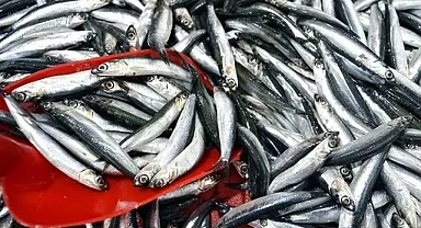 Trabzon'da hamsinin kilogramı 200 liradan satılıyor