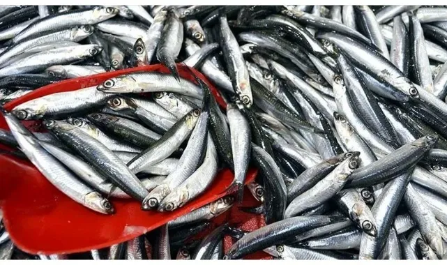 Trabzon'da hamsinin kilogramı 200 liradan satılıyor