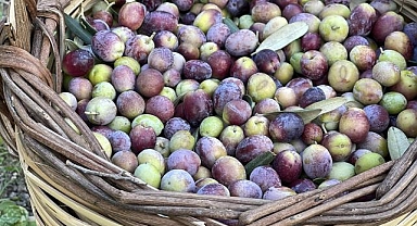 Türkiye'de 2 milyon 450 bin ton zeytin rekoltesi bekleniyor