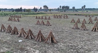 Türkiye'deki susam üretiminin üçte biri Antalya'dan