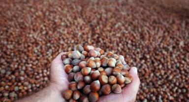 Türkiye fındık ihracat sezonunun ilk ayında 146 milyon doları aşkın gelir sağladı