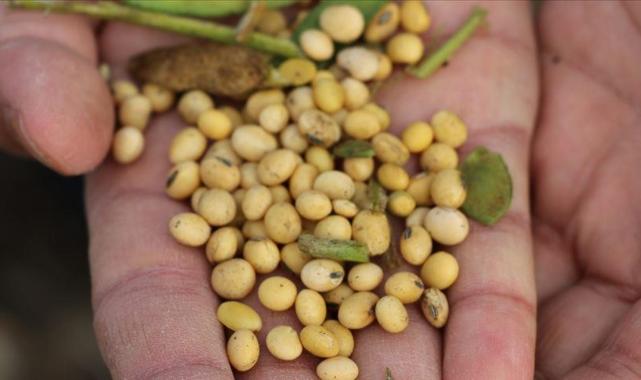 ABD ile Çin arasındaki görüşme soya fasulyesindeki stratejik önemi ortaya koydu