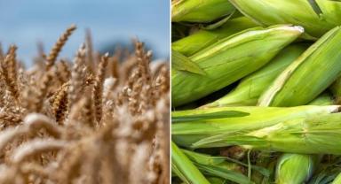 Arpa ve Mısır İthalatında Tarife Kontenjanı 1 Milyon Tona Yükseltildi