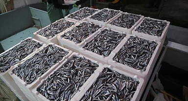 Doğu Karadeniz'de hamsi büyüklüğü ve bolluğuyla yüzleri güldürüyor