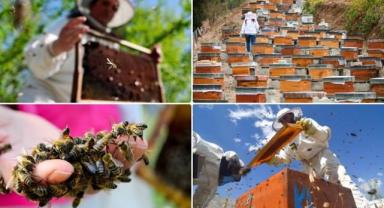 Doğu Karadeniz'in 10 aylık bal ihracatı 1,8 milyon doları aştı