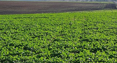 Edirne'de son dönemdeki yağışlar kanola üreticisini sevindirdi