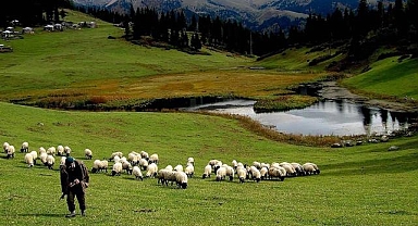Hayvancılık desteklemelerinin uygulanmasında düzenlemeye gidildi